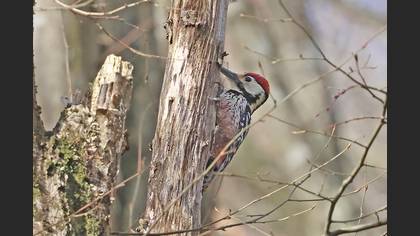 White-backed Woodpecker