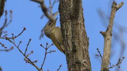 Grey-headed Woodpecker
