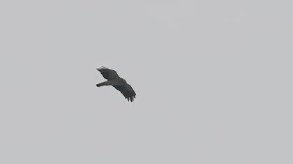 Booted Eagle