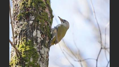 Grey-headed Woodpecker