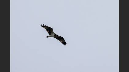 Osprey