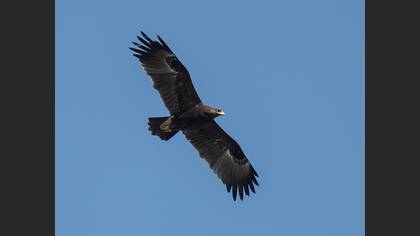 Büyük Orman Kartalı
