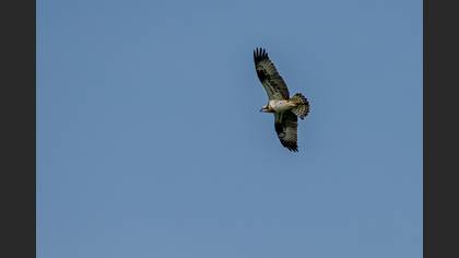 Osprey