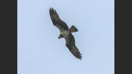 Osprey