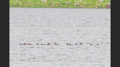 Black-necked Grebe