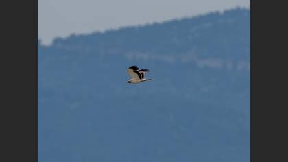Booted Eagle