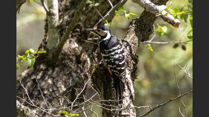 White-backed Woodpecker