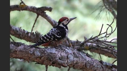White-backed Woodpecker