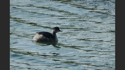 Black-necked Grebe
