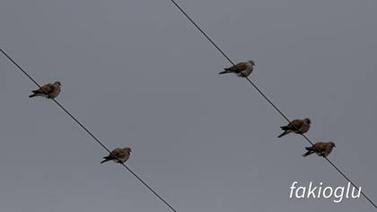 European Turtle Dove