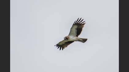 Booted Eagle