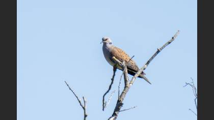 European Turtle Dove