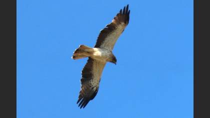 Booted Eagle