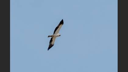 Booted Eagle