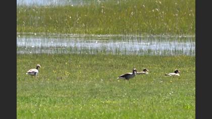 Greylag Goose