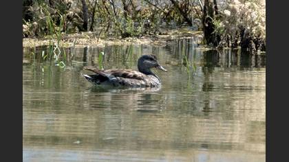 Gadwall