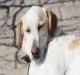 tonton