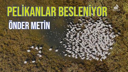 AK PELİKANLAR BESLENİYOR-2026 ÖNDER METİN