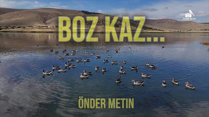 Boz Kaz