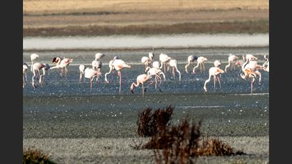 Küçük Flamingo