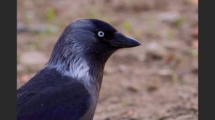 Küçük Karga