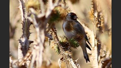 Saka