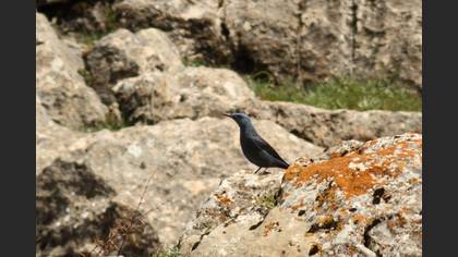Gökardıç