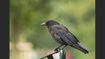 Avrupa leş kargası