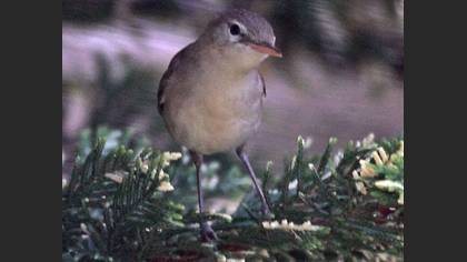Tanımsız