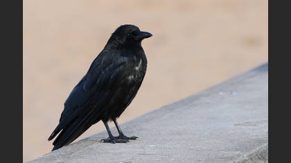 Avrupa leş kargası