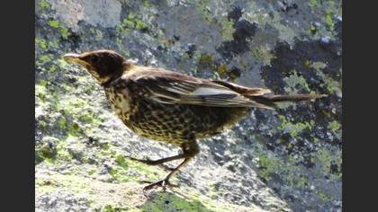 Tanımsız