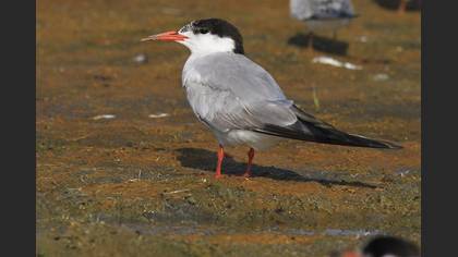 Tanımsız