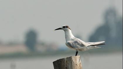 Tanımsız