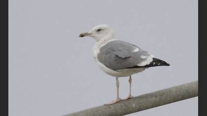 Tanımsız