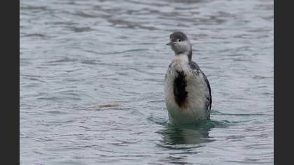 Tanımsız