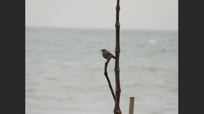 Tanımsız