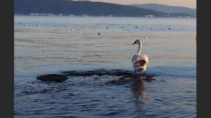 Tanımsız