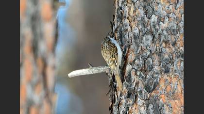 Tanımsız