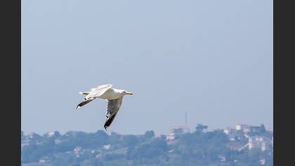 Tanımsız