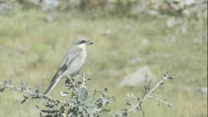 Tanımsız
