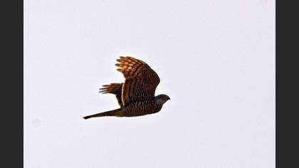 Tanımsız