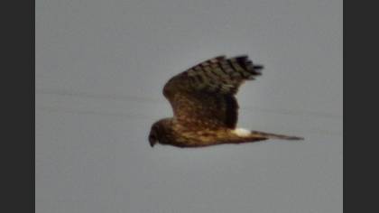 Tanımsız