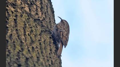 Tanımsız