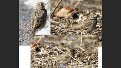 Tanımsız