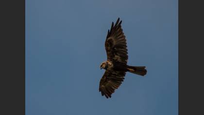 Tanımsız