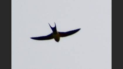 Tanımsız