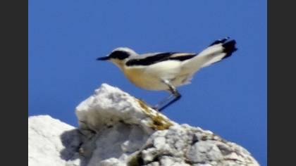 Tanımsız