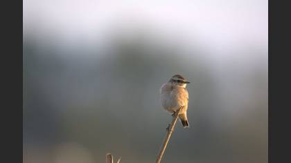Tanımsız