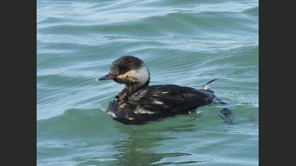 Tanımsız