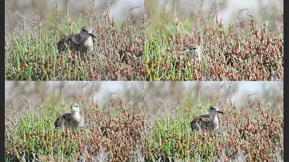 Tanımsız